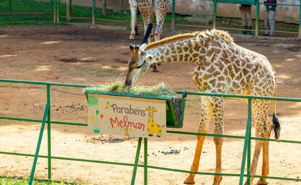 Zoo São Paulo comemora primeiro aniversário de Melman com festa especial para visitantes