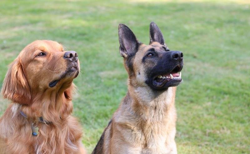 Cannabis medicinal também pode fazer parte dos cuidados com animais